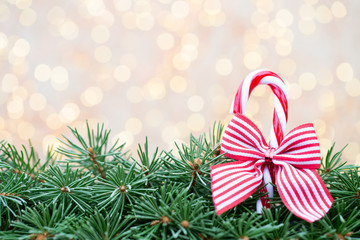 Christmas tree branches on a shiny background.