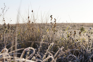 frozen dry grass close up