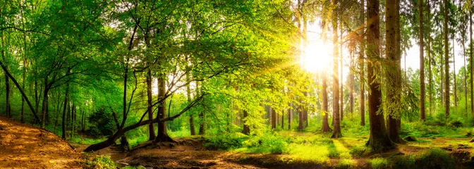 Panorama eines schönen Waldes mit strahlender Sonne © Günter Albers