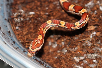 Corn snake portrait