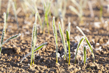 green wheat in frost, close-up