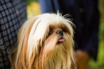 Little dog tongue sticking out