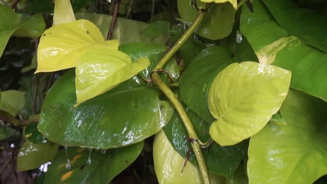 tropical plant with rainfalls