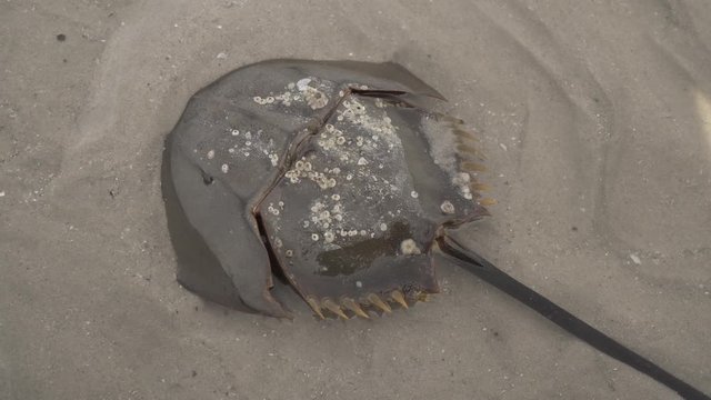 Horseshoe crab are crawling into the sea.