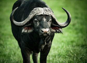 Naklejka premium Beautiful buffalo portrait