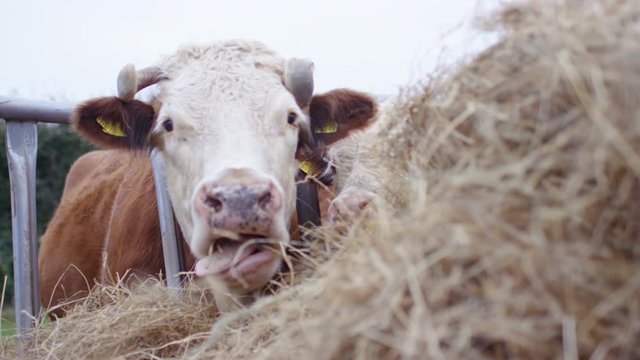  Close up young bullock eating hay in the field