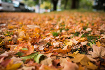Fall Leaves on the ground Blurred out