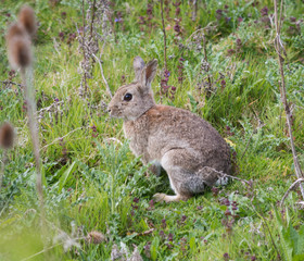 wild rabbit seen on a countryside walk