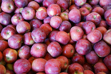 Fresh picked apples background in the harvest seasonf