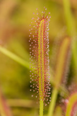 Drosera Capensis close-up view.