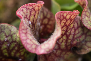 Darlingtonia Californica, also knows as Cobra Lily.