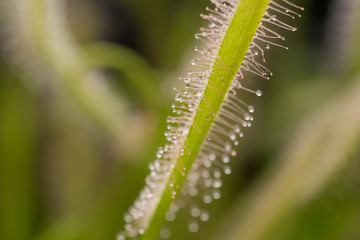 Drosera Capensis alba close-up view.
