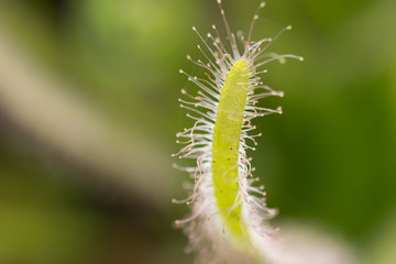 Drosera Capensis alba close-up view.