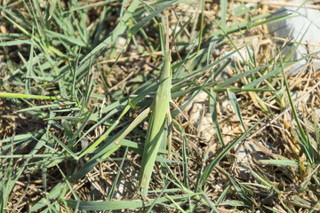 Green locust, wing insect. Pest of agricultural crops. Locusts on the grass