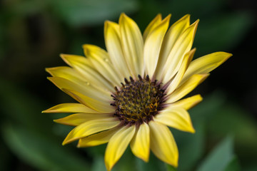 Closeup photo of yellow daisy.