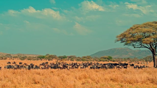 Smooth, sweeping cinematic camera shot of zebra and wildebeest migration on a bright, hot, sunny day in picturesque, colorful, dry savanna plains of  Serengeti national park in Tanzania, Africa.