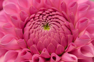 Dahlia Mary's Jomanda close up.