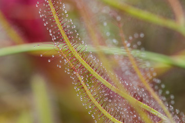 Drosera Capensis close-up view.