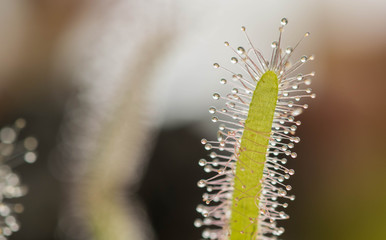 Drosera Capensis alba close-up view.