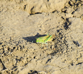 Green locust, wing insect. Pest of agricultural crops. Locusts o