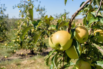 Closeup of Golden Delicious tree at the orchard