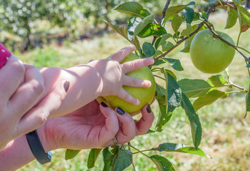 Fototapeta premium Closeup of baby's hand on an apple with Mom's help