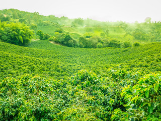Fototapeta na wymiar Coffee Plantation in Jerico, Colombia