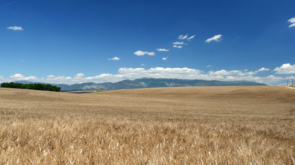 Campi di grano in Provenza