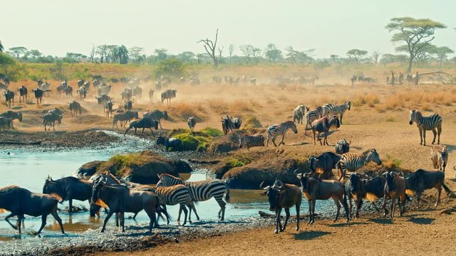 Cinematic shot of Great Migration of zebra and wildebeest by water well, drinking on a bright, hot, sunny day in colorful, dry savanna plains of  Serengeti national park in Tanzania, Africa.