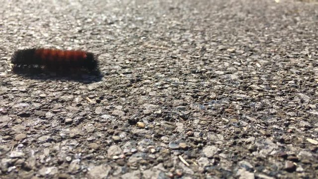 A Woolly Bear Caterpillar crawls along the sidewalk during daytime