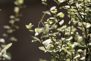 Fototapeta na wymiar Green Plant Spider perched on Silversheen branches and leaves