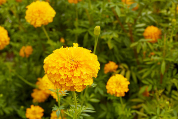 Beautiful Marigold flowers
