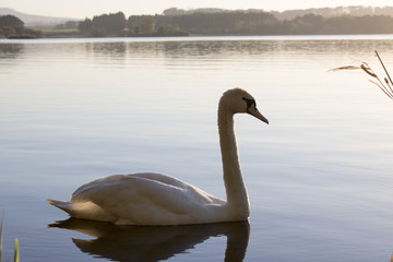 Swan on the Loch of Skene in the Evening