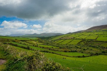 Fototapeta na wymiar Rolling farmland on Dingle Peninsula, County Kerry