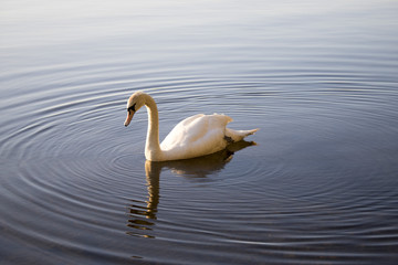 Swan on Loch of Skene in the Evening