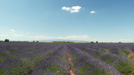 Valensole campi coltivati di lavanda