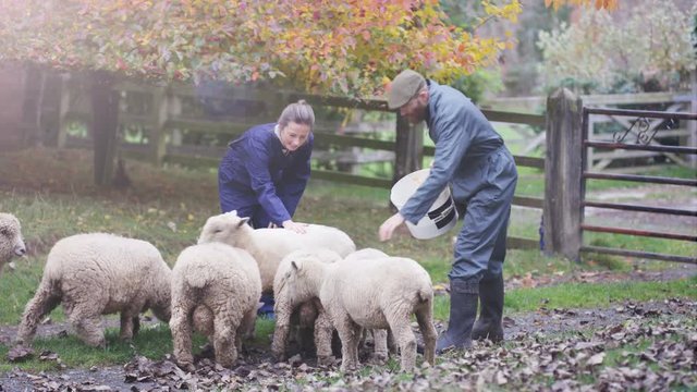  Farming couple giving feed to their sheep as they graze in the field
