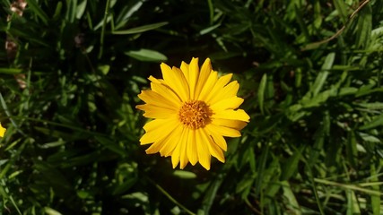 girassol amarelo