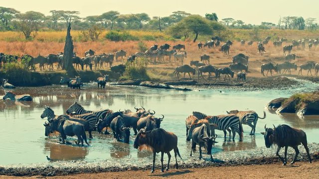 Cinematic shot of Great Migration of zebra and wildebeest by water well, drinking on a bright, hot, sunny day in colorful, dry savanna plains of  Serengeti national park in Tanzania, Africa.