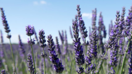 Lavanda a Valensole