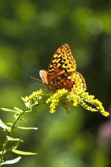 Great Spangled Fritillary