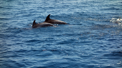 Dolphins black backs and dorsal fins sticking out of ocean water