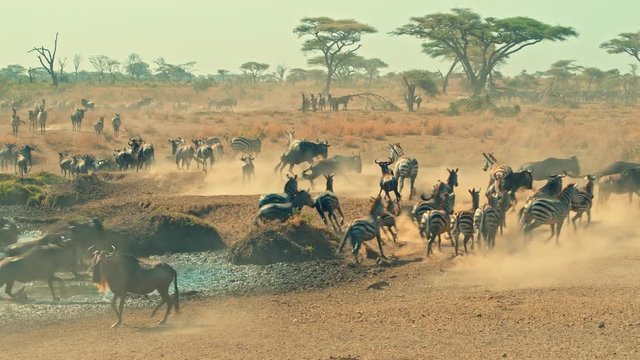 Cinematic shot of Great Migration of zebra and wildebeest by water well, drinking on a bright, hot, sunny day in colorful, dry savanna plains of  Serengeti national park in Tanzania, Africa.
