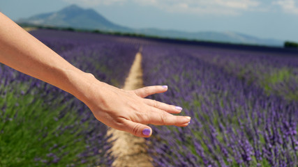 Mano danza sulla lavanda in Provenza