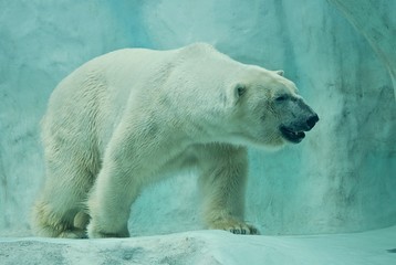 adult polar bear walking