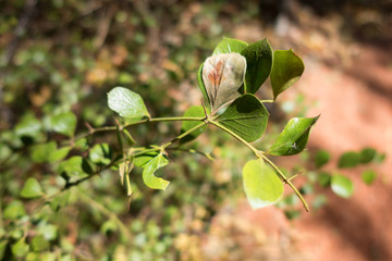 Green spiky plant in dry rain forest at Forty Mile Scrub in Queensland