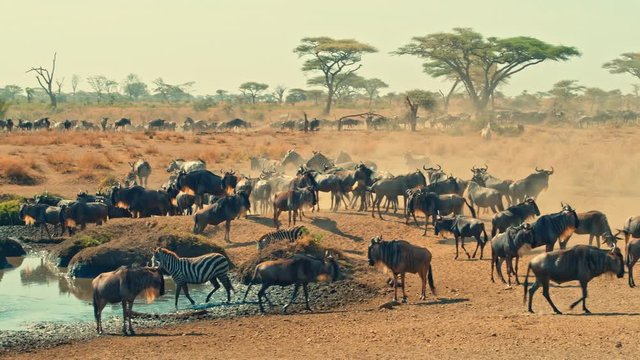 Cinematic shot of Great Migration of zebra and wildebeest by water well, drinking on a bright, hot, sunny day in colorful, dry savanna plains of  Serengeti national park in Tanzania, Africa.