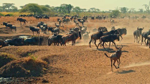 Cinematic shot of Great Migration of zebra and wildebeest by water well, drinking on a bright, hot, sunny day in colorful, dry savanna plains of  Serengeti national park in Tanzania, Africa.