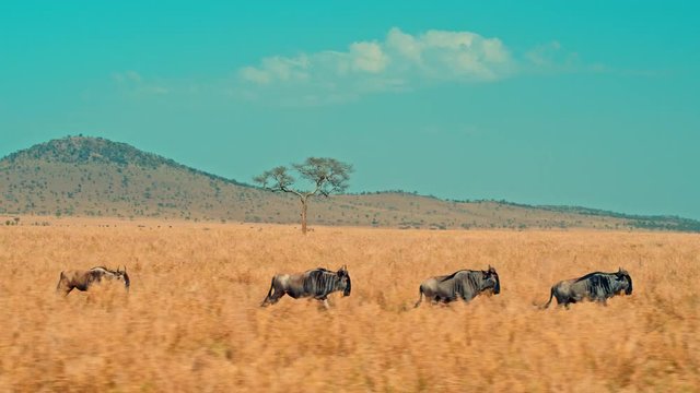 Cinematic shot of Great Migration of wildebeest which are running through picturesque, colorful, dry savanna plains of  Serengeti national park in Tanzania, Africa on a bright, hot, sunny day.