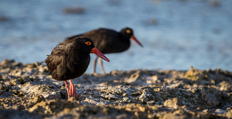 Two oyester catcher birds hunting at sunset in a lagoon near the water on Lady Elliot Island in...